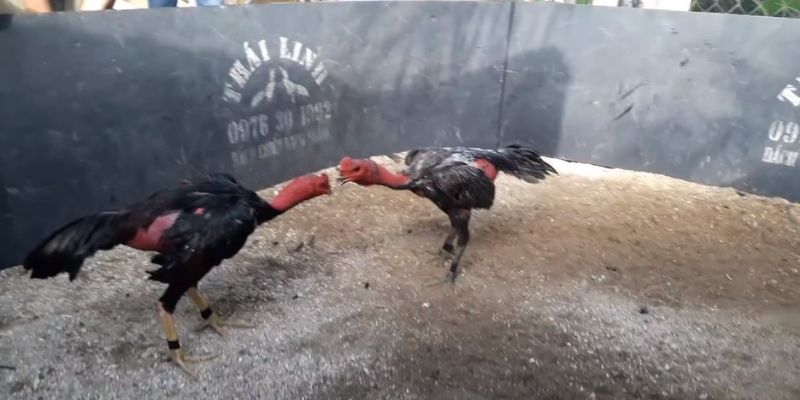 da-ga-don-789bet-anh-đai-ien